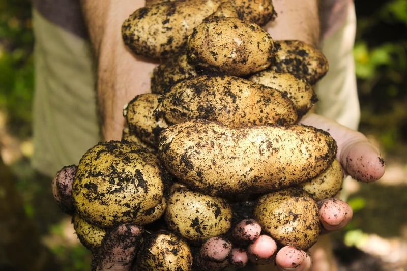 Vegetable Harvesting